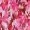 296 Intense Pink Shimmer